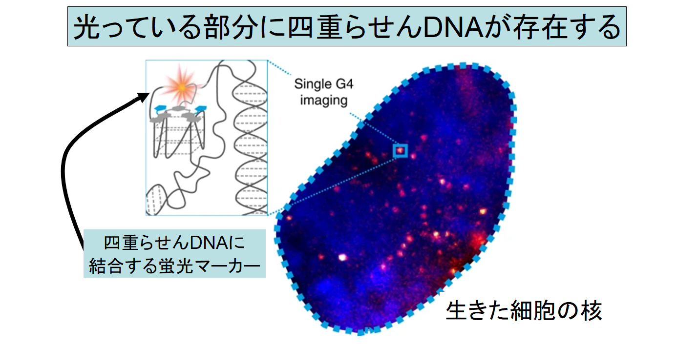 健康なヒト細胞の中で「四重らせん構造のDNA」を初めて確認！　四本鎖DNAのはたらきとは？の画像 2/5