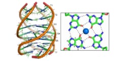 健康なヒト細胞の中で「四重らせん構造のDNA」を初めて確認！　四本鎖DNAのはたらきとは？の画像 1/5