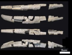 【快挙】発掘体験で「古代ザメの化石」を一般女性が発見！国内初のヒボダス類のトゲ化石と判明するの画像 3/5