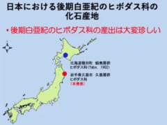 【快挙】発掘体験で「古代ザメの化石」を一般女性が発見！国内初のヒボダス類のトゲ化石と判明するの画像 4/5