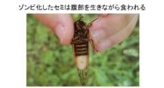 セミに寄生し、性行為でパートナーを次々にゾンビ化させる菌が怖い。の画像 4/6