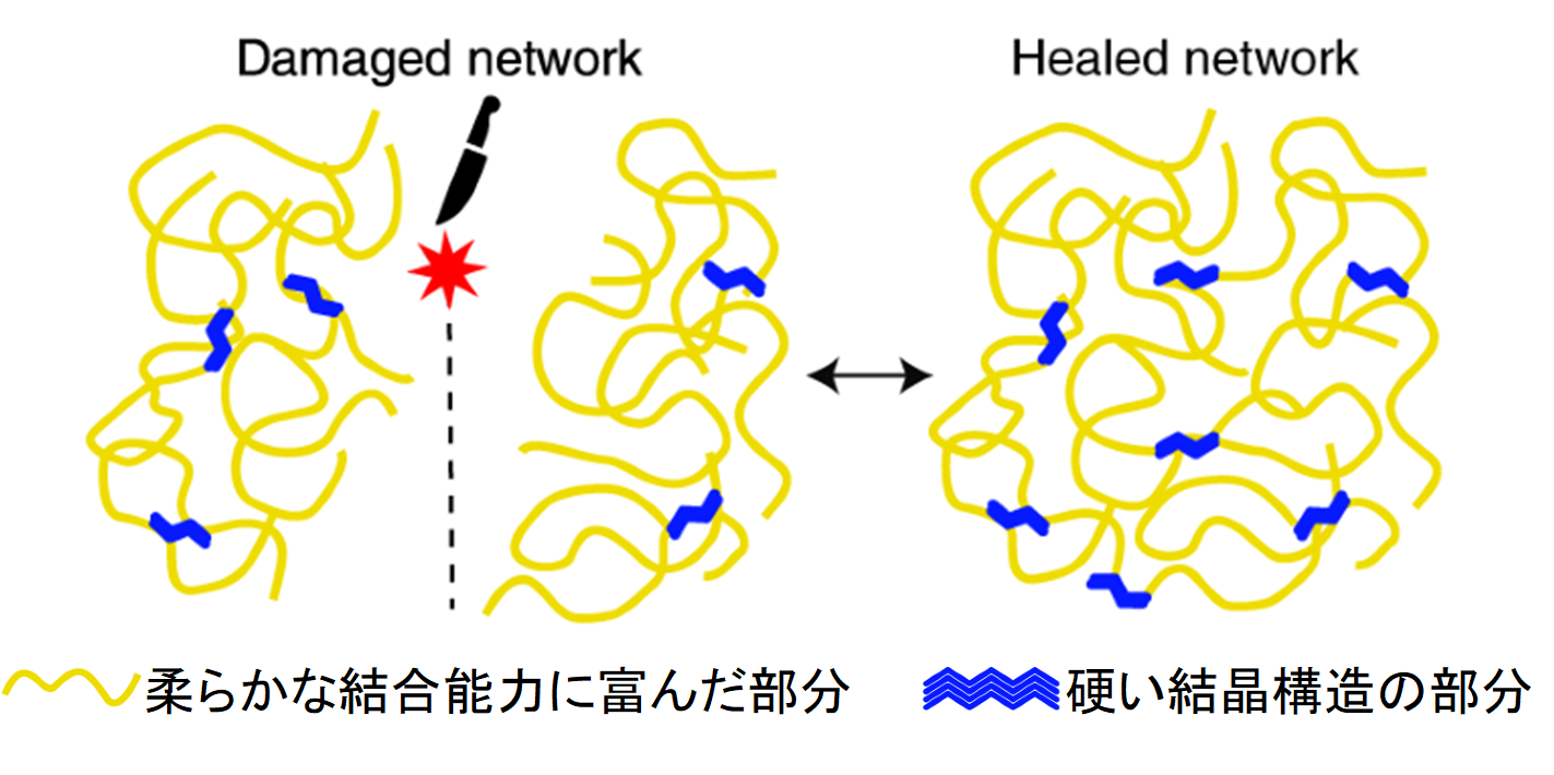 イカのタンパク質から傷を1秒で”自己修復する新素材”が開発される。の画像 3/5