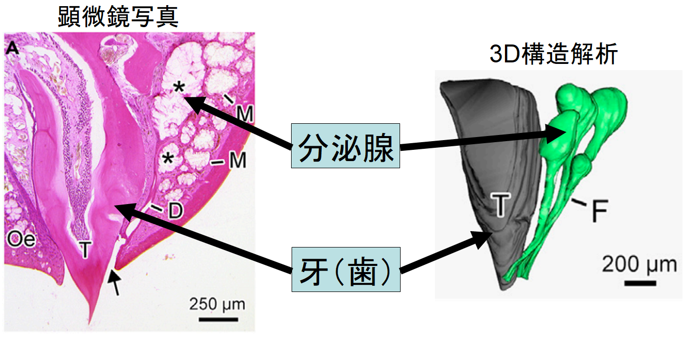 手足のない両生類が歯に毒を持つと判明！　ヘビ毒の元祖である可能性ありの画像 4/5