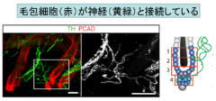 鳥肌が立つ仕組みの研究からマウスを「発毛」させることに成功。　鳥肌と発毛の関係とは？の画像 2/5