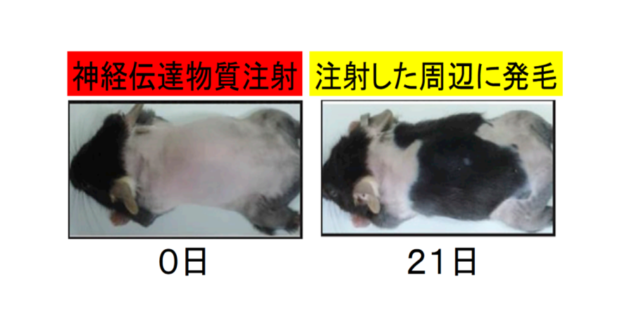 鳥肌が立つ仕組みの研究からマウスを「発毛」させることに成功。　鳥肌と発毛の関係とは？