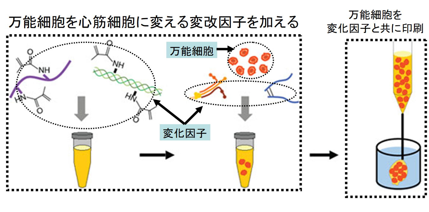 ヒトの心臓を3D印刷で作成することに成功！　細胞を材料に心臓のはたらきを再現の画像 4/6