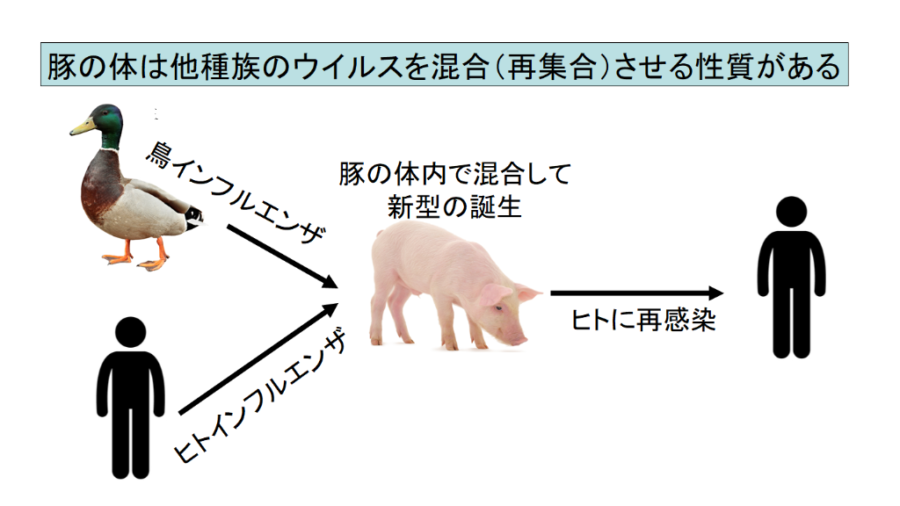 中国で新型豚インフルエンザウイルスがヒトにも感染すると判明！　「ヒトからヒトへの感染は未確認」