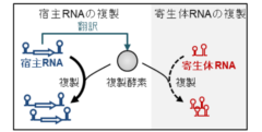 物質から生命の進化を可能にしたのは「寄生体」との共進化だったの画像 4/8