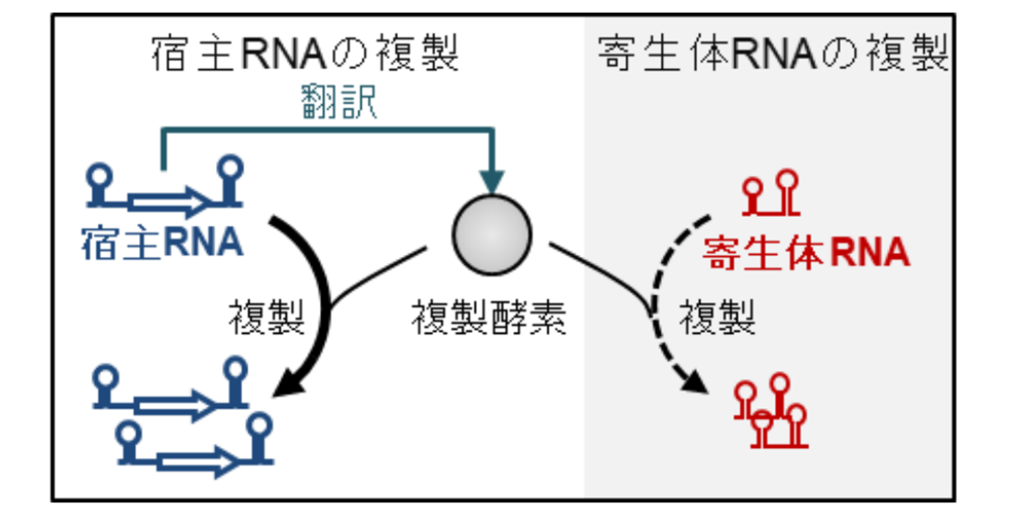 物質から生命の進化を可能にしたのは「寄生体」との共進化だったの画像 4/8