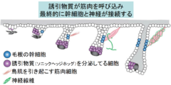 鳥肌が立つ仕組みの研究からマウスを「発毛」させることに成功。　鳥肌と発毛の関係とは？の画像 4/5