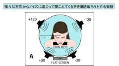 人は興味のある音を聞くとき「誰でも耳をピクピクできる」と判明！　制御する脳領域が神経化石として残っていた！の画像 3/5