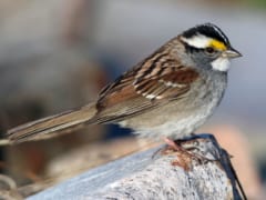 渡り鳥の鳴き声が20年間で変化していた!?　鳥もバズりを気にするのかも（北米）の画像 1/3