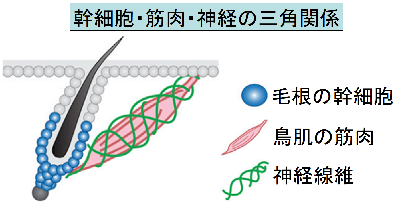 鳥肌が立つ仕組みの研究からマウスを「発毛」させることに成功。　鳥肌と発毛の関係とは？の画像 5/5