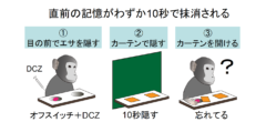 脳のスイッチをオフにして「記憶を削除する薬」が開発される