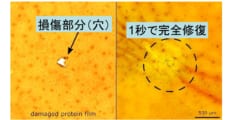 イカのタンパク質から傷を1秒で”自己修復する新素材”が開発される。の画像 2/5