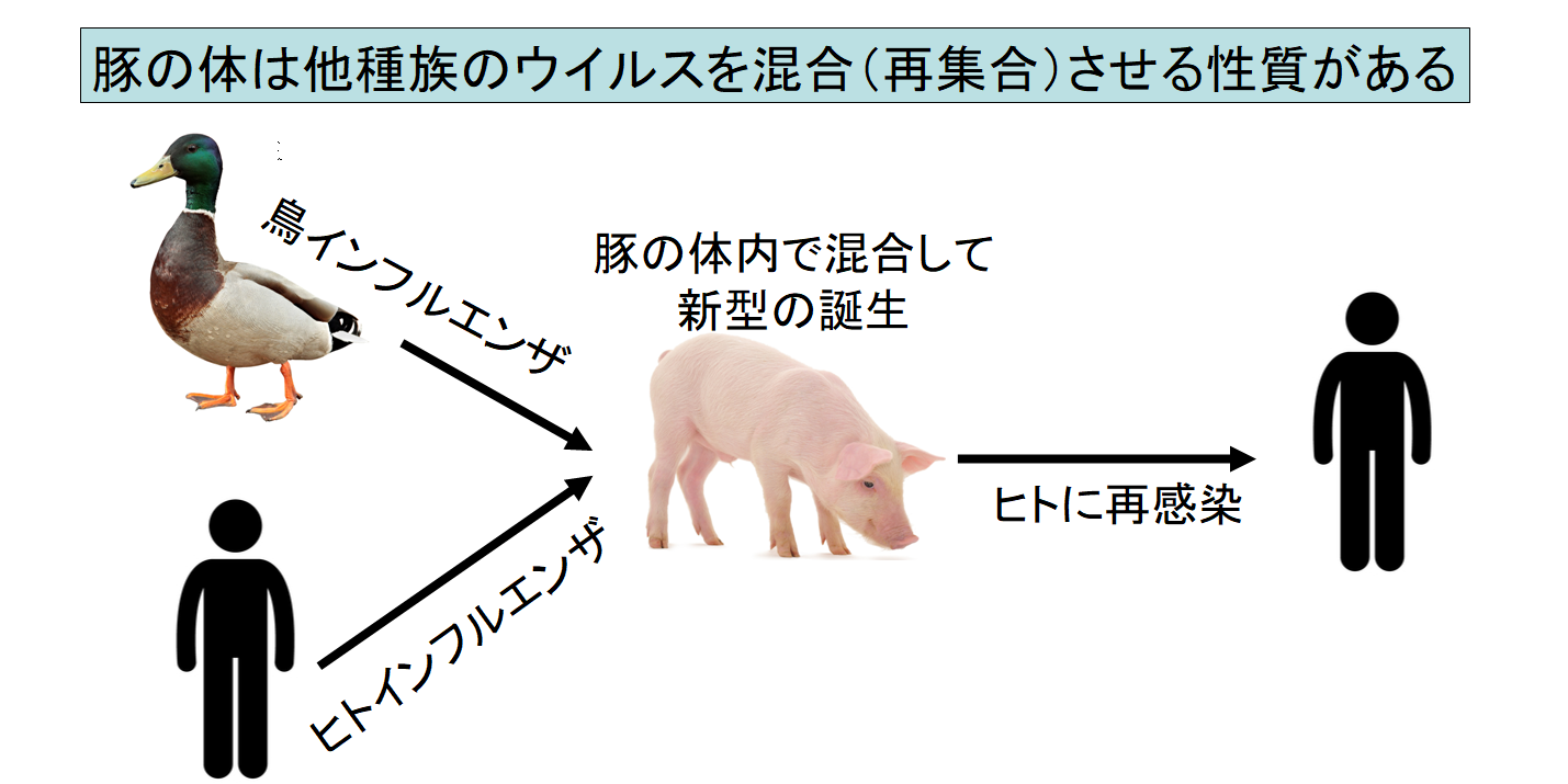 中国で新型豚インフルエンザウイルスがヒトにも感染すると判明！　「ヒトからヒトへの感染は未確認」の画像 3/4