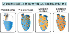 ヒトの心臓を3D印刷で作成することに成功！　細胞を材料に心臓のはたらきを再現の画像 3/6