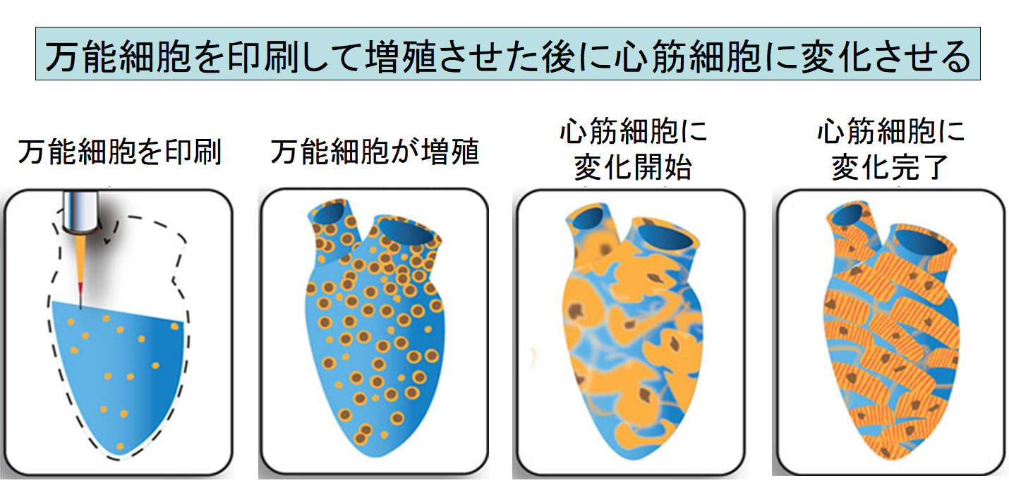 ヒトの心臓を3D印刷で作成することに成功！　細胞を材料に心臓のはたらきを再現の画像 3/6