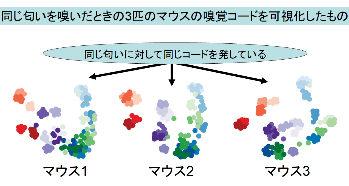 脳が「嗅覚をコード化」する仕組みをマウス実験で解明！　自分が感じるレモンの香りは人類共通の認識だったの画像 2/4