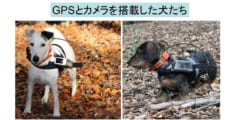 犬は「地磁気」を感知して家に帰ることができると判明の画像 1/2