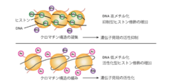 健康なヒト細胞の中で「四重らせん構造のDNA」を初めて確認！　四本鎖DNAのはたらきとは？の画像 4/5