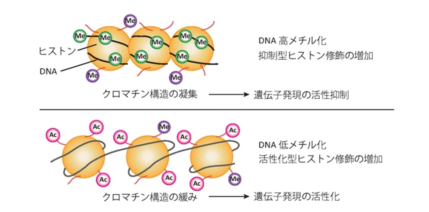 健康なヒト細胞の中で「四重らせん構造のDNA」を初めて確認！　四本鎖DNAのはたらきとは？の画像 4/5