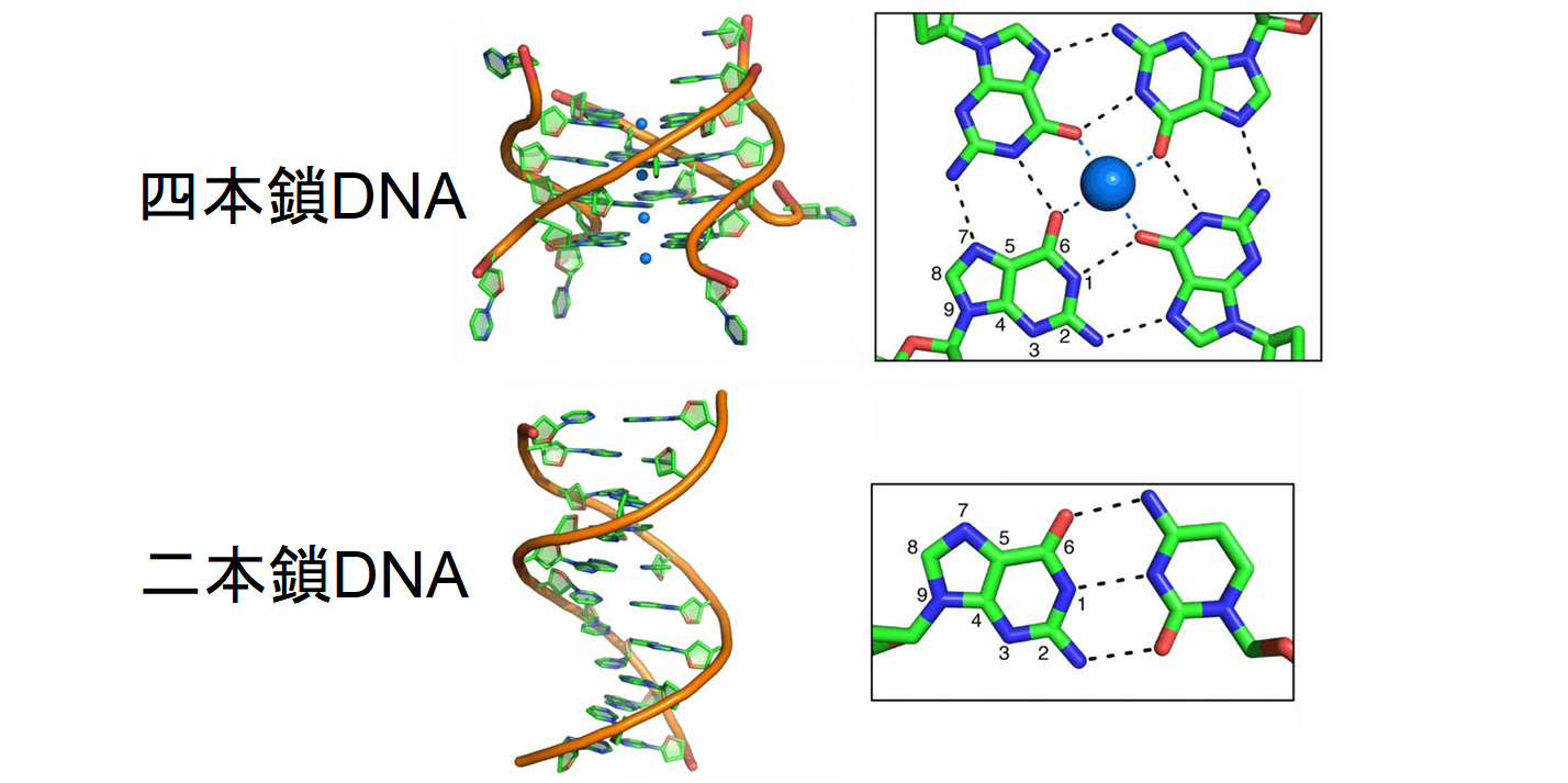 健康なヒト細胞の中で「四重らせん構造のDNA」を初めて確認！　四本鎖DNAのはたらきとは？の画像 3/5