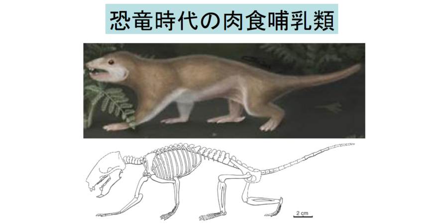 ジュラ紀の哺乳類はただのエサにあらず!?　逆に巨大な恐竜の肉を食べていたと判明