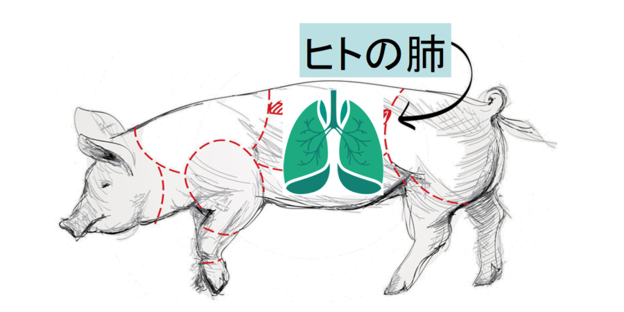 損傷したヒト肺を「豚に移植して回復させる」ことに成功！　生体だけに含まれる未知の物質の存在が示唆される