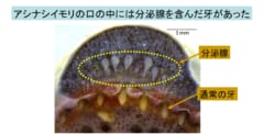 手足のない両生類が歯に毒を持つと判明！　ヘビ毒の元祖である可能性ありの画像 2/5