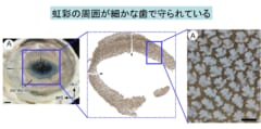 ジンベイザメの目は「3000本の細かな歯」で覆われていた！　歯が装甲となって目を保護する（日本）　の画像 3/6