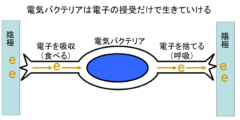 「電子だけを食べて生きる電気生命体」の生育に成功の画像 2/4