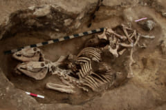 カザフスタンで紀元前1600年頃の「つがいの馬骨」を発見！中央アジアの乗馬は通説より早く始まっていたの画像 1/3