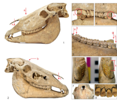 カザフスタンで紀元前1600年頃の「つがいの馬骨」を発見！中央アジアの乗馬は通説より早く始まっていたの画像 2/3