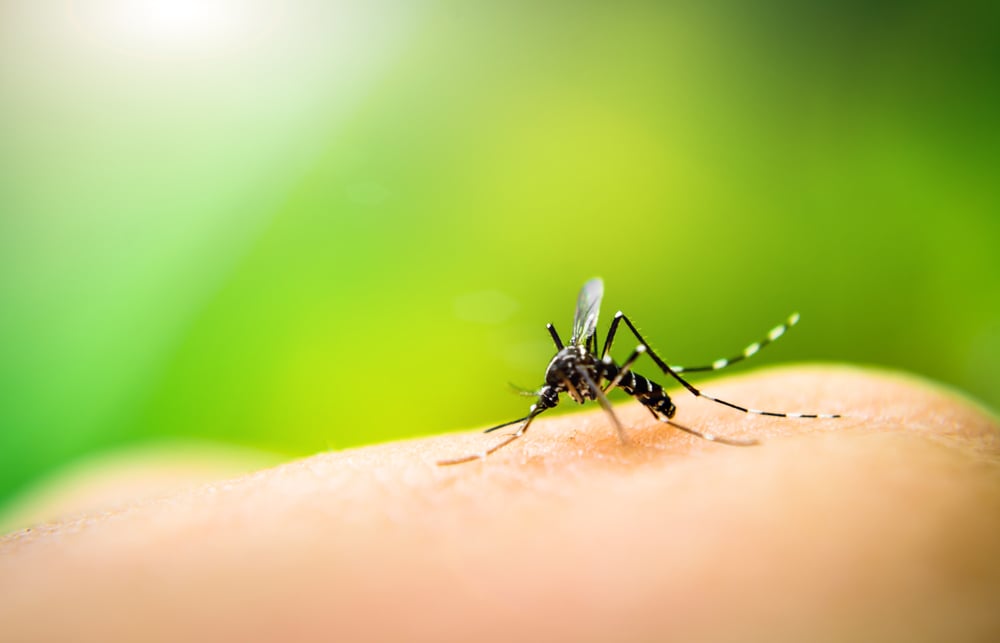 遺伝子操作でメスの蚊をオスに変えることに成功！もう蚊に刺される心配はしなくてOK？の画像 1/2