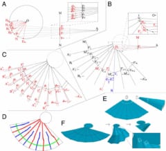 昆虫界最小「ハサミムシ」の扇子の展開図設計法が明らかに！の画像 4/5