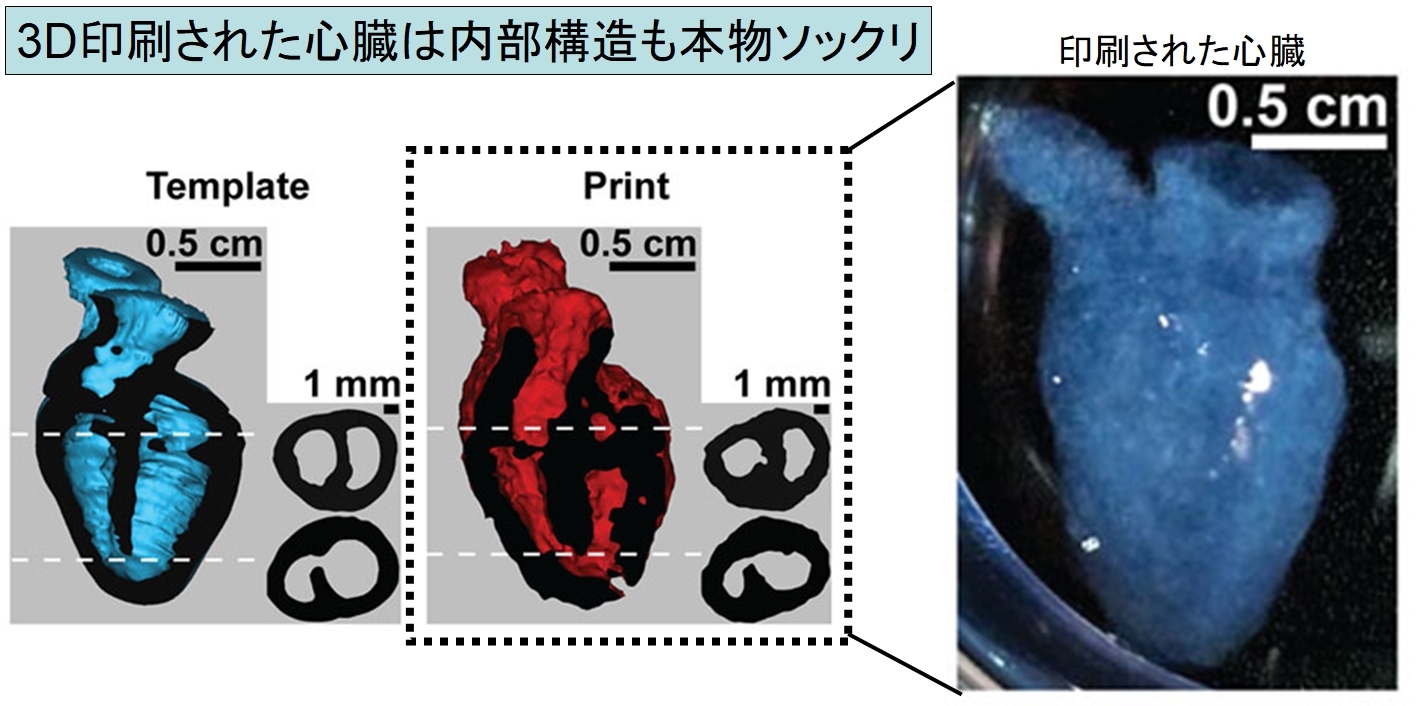 ヒトの心臓を3D印刷で作成することに成功！　細胞を材料に心臓のはたらきを再現の画像 6/6