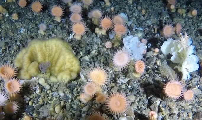 4万匹超え！　グリーンランドの海底に「水生生物の王国」が発見される。の画像 1/4