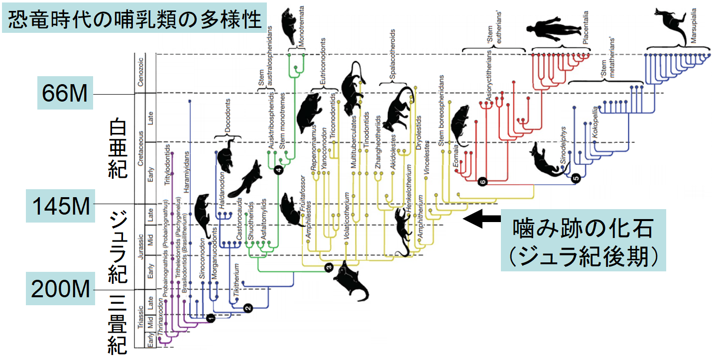 ジュラ紀の哺乳類はただのエサにあらず!?　逆に巨大な恐竜の肉を食べていたと判明の画像 2/5