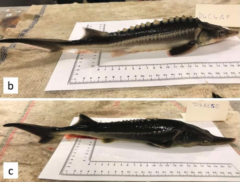 2種の絶滅危惧種の魚から誤って新しい「ハイブリッド種」を作ってしまった研究の画像 1/4