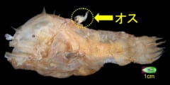 アンコウはオスとメスの融合を行うために、免疫能力を捨てていたと判明！の画像 3/3