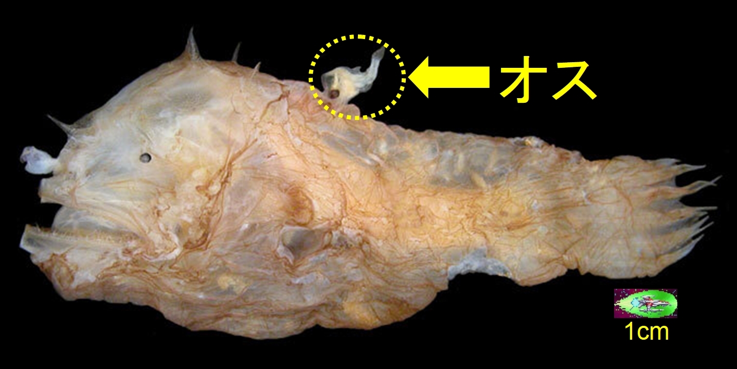 アンコウはオスとメスの融合を行うために、免疫能力を捨てていたと判明！の画像 3/3