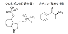 セミに寄生し、性行為でパートナーを次々にゾンビ化させる菌が怖い。の画像 5/6