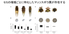 セミに寄生し、性行為でパートナーを次々にゾンビ化させる菌が怖い。の画像 6/6