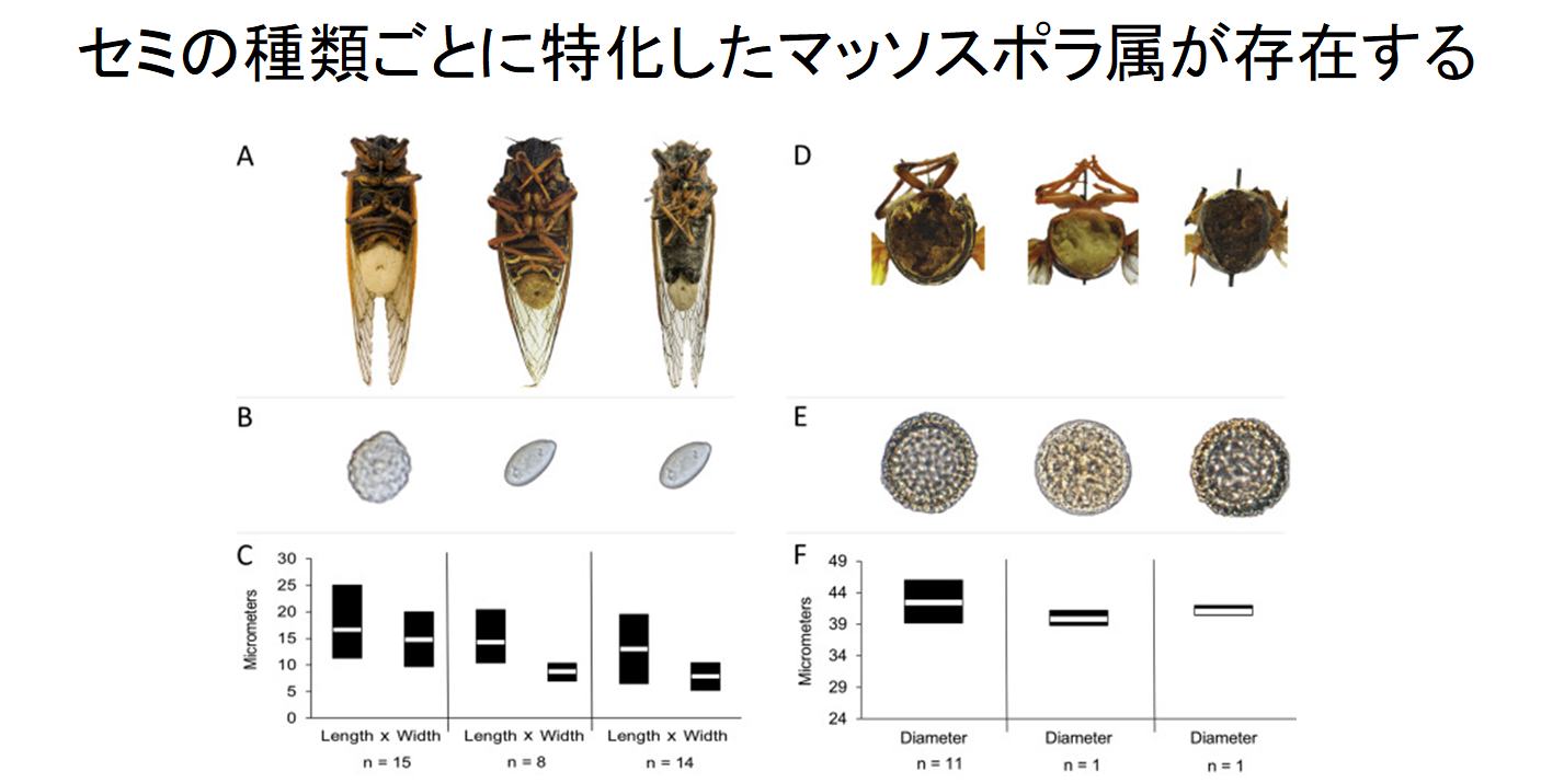 セミに寄生し、性行為でパートナーを次々にゾンビ化させる菌が怖い。の画像 6/6