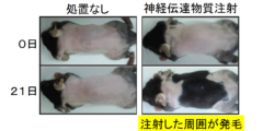 鳥肌が立つ仕組みの研究からマウスを「発毛」させることに成功。　鳥肌と発毛の関係とは？の画像 3/5