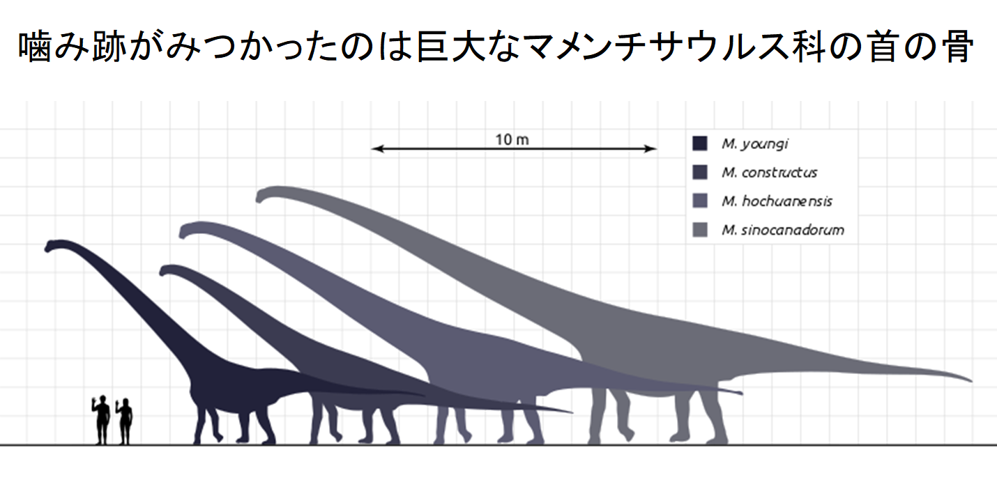 ジュラ紀の哺乳類はただのエサにあらず!?　逆に巨大な恐竜の肉を食べていたと判明の画像 3/5