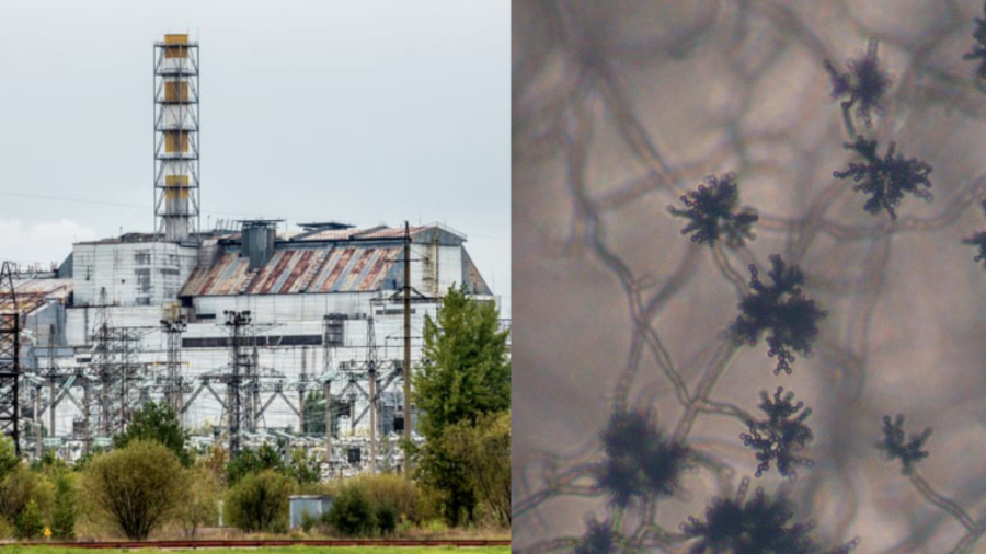 チェルノブイリ原発跡から発見された「放射線を食べる菌」が、放射線シールドとして人類を守るかもしれない