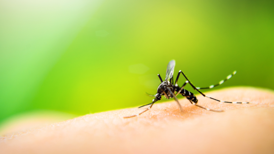 遺伝子操作でメスの蚊をオスに変えることに成功！もう蚊に刺される心配はしなくてOK？