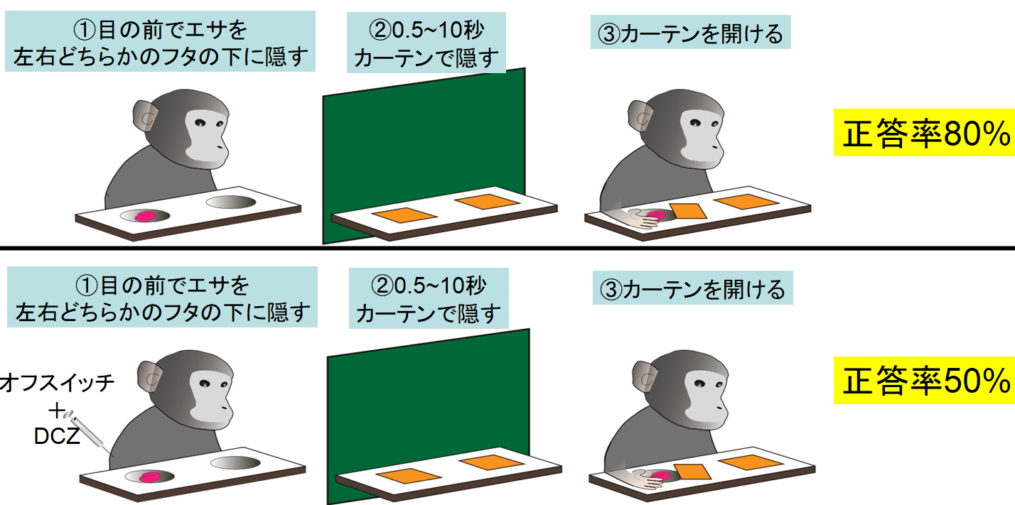 脳のスイッチをオフにして「記憶を削除する薬」が開発されるの画像 3/4